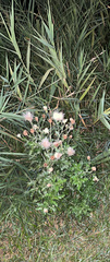 Cirsium arvense