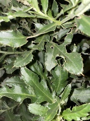 Cirsium arvense