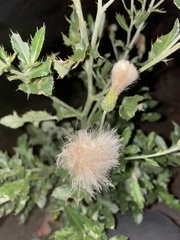 Cirsium arvense