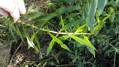 Hygrophila lacustris