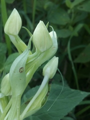 Habenaria macroceratitis