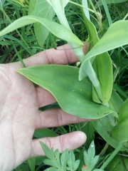 Habenaria macroceratitis