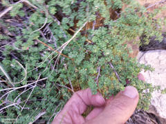 Cliffortia propinqua