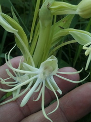 Habenaria macroceratitis