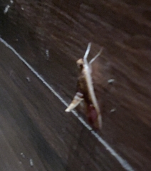 Agathodes ostentalis