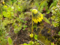 Cremanthodium reniforme