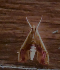 Agathodes ostentalis