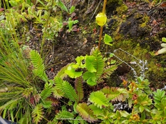 Cremanthodium reniforme