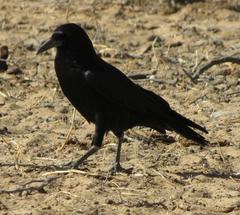 Corvus capensis capensis