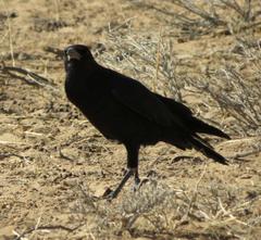 Corvus capensis capensis