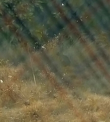 Sylvilagus floridanus