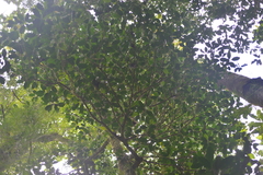 Crossostylis grandiflora