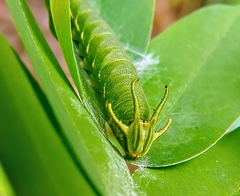 Polyura hebe plautus
