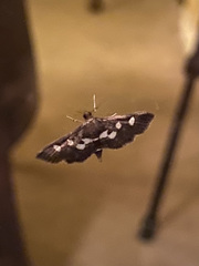 Desmia funeralis
