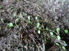 Stellaria parviflora