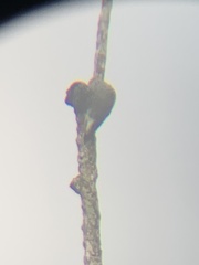 Melanerpes hoffmannii