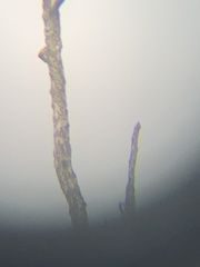 Melanerpes hoffmannii