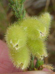 Erica sparrmanni