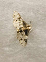 Megastes praxiteles