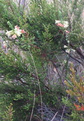 Erica sparrmanni