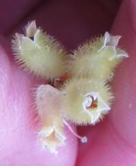 Erica sparrmanni