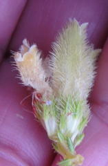 Erica sparrmanni