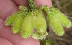 Erica sparrmanni