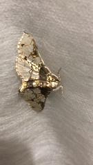 Megastes praxiteles