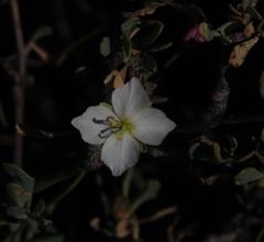 Heliophila carnosa