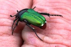 Leucocelis haemorrhoidalis