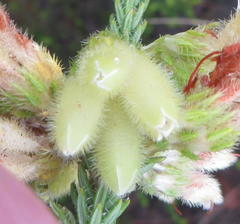 Erica sparrmanni