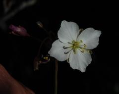 Heliophila carnosa