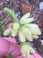 Erica sparrmanni