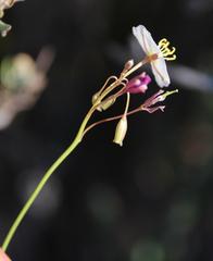 Heliophila carnosa