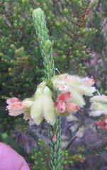 Erica sparrmanni