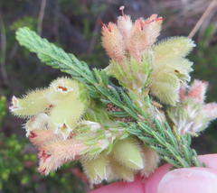 Erica sparrmanni