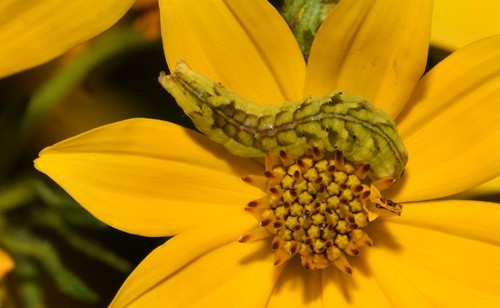 Goldenrod stowaway photo 2