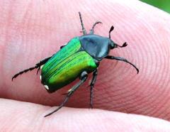 Leucocelis haemorrhoidalis
