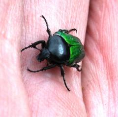 Leucocelis haemorrhoidalis