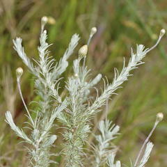 Leysera gnaphalodes