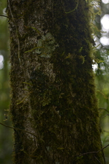 Crossostylis grandiflora
