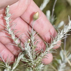 Leysera gnaphalodes