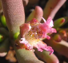 Cephalophyllum framesii