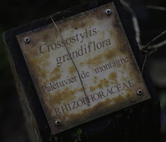 Crossostylis grandiflora