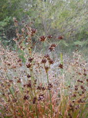 Juncus capensis