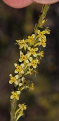 Struthiola eckloniana