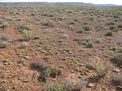 Cephalophyllum framesii