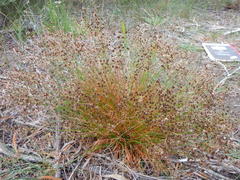 Juncus capensis