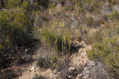 Struthiola eckloniana