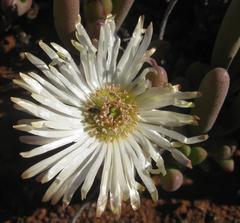 Cephalophyllum framesii